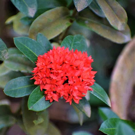 Ixora Dwarf (Red Rangan) Plant - Nestreeo.com