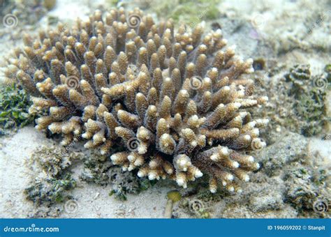 The Underwater World of the Sulu Sea Near Selingan Island Stock Photo - Image of fish ...