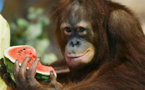 Ecological Niche – Bornean Orangutan