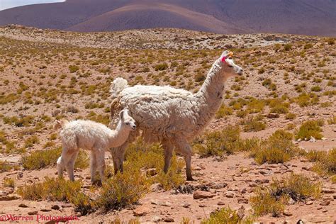 Llama mother and baby, Bolivia photo WP44102