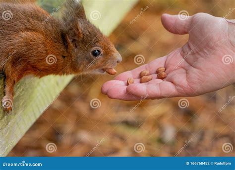 Red Squirrel Eating Nuts from a Ladies Hand Stock Photo - Image of ...