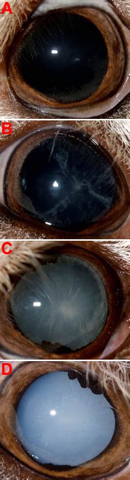 Examples of cataract progression. A: A normal lamb eye without... | Download Scientific Diagram