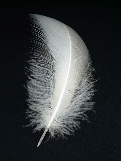 Free Images : wing, white, fly, spring, fluffy, material, vertebrate, down, filigree, airy ...