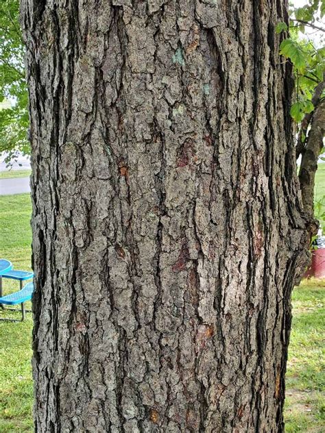 Beech Tree Bark - HooDoo Wallpaper