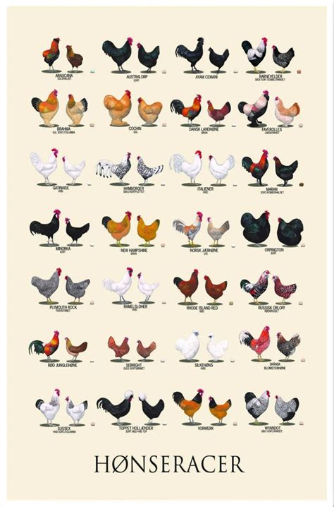 Farm Animals,Chicken,Chicken Breeds Art Fabric poster 20x13"/36x24 ...