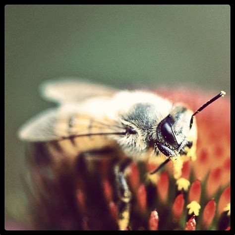 Bee Pollination South Africa | The Life of Bee