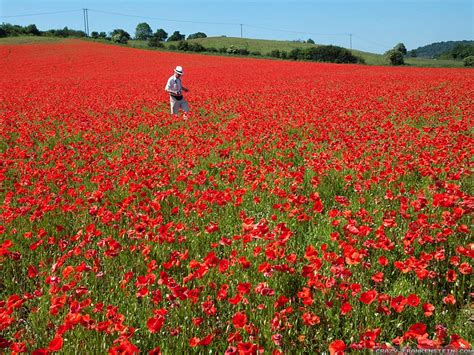 Red Poppy Flower Field wallpaper | 1600x1200 | #23506