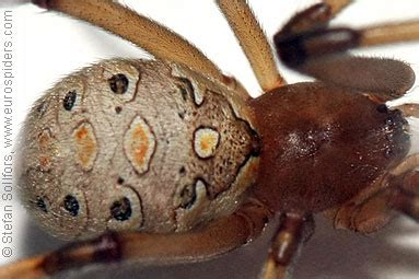 Latrodectus geometricus photos and info