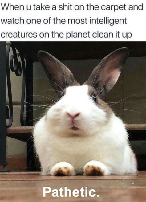 30++ Funny Bunny Memes Clean - Factory Memes