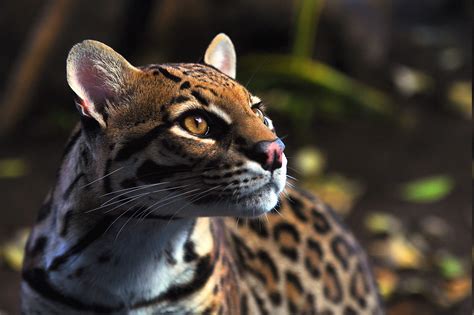 animals, Ocelots Wallpapers HD / Desktop and Mobile Backgrounds