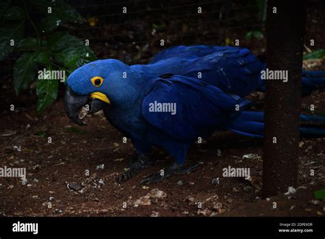 Lear's macaw hi-res stock photography and images - Alamy