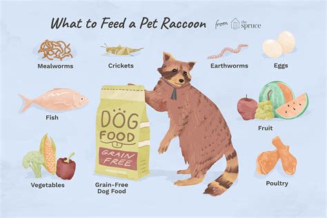 The Best Diet for a Pet Raccoon