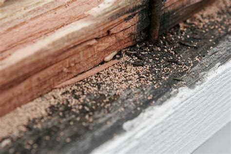 Frass: A Key Sign of Drywood Termite Infestations in Riverside, CA