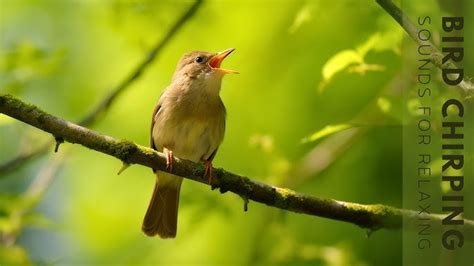 Kakapo Sounds