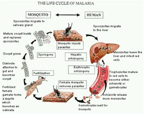 Anopheles Gambiae Life Cycle