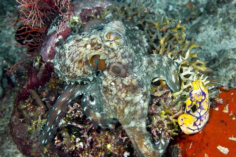 Ocean Camouflage: How the Octopus and Other Creatures Blend In