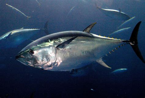 Southern Bluefin Tuna - Australian Marine Conservation Society