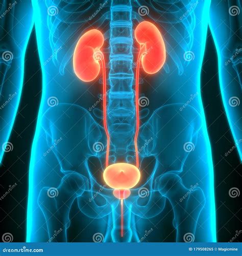 Human Internal Organs Urinary System Kidneys with Bladder Anatomy Stock Illustration ...