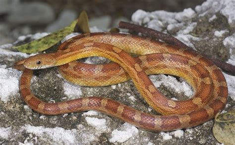 identifying baby snakes in florida - Refugio Jewell