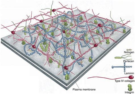 Basal Lamina Structure