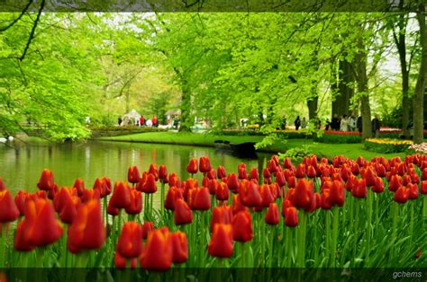 Holland Tulip Gardens HD Wallpapers