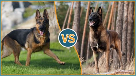 GERMAN SHEPHERD VS. BELGIAN MALINOIS: CAN YOU TELL THEM APART?