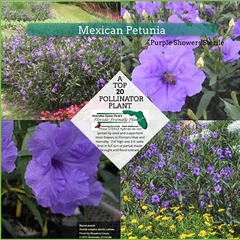 Mexican Petunia – Florida Friendly Plants