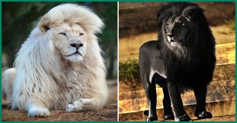 Discover The World's Rarest And Most Fascinating Lion Species