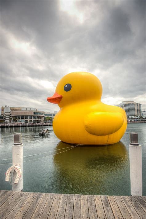 Giant Rubber Duck at Darling Harbour | Rubber duck, Duck, Water art