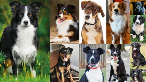 Top 29 Most Popular Border Collie Mixes You’ll Want to Add to Your Home ...