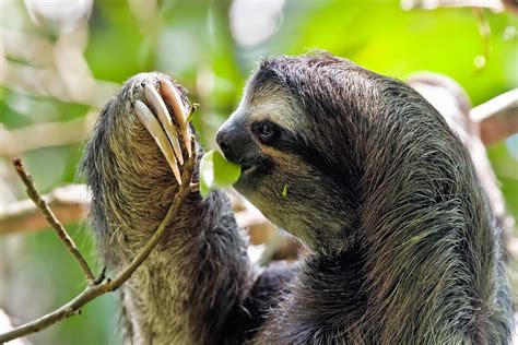 Amazon Rainforest Animals : The Three-Toed Sloth ~ Amazon Rainforest Animals