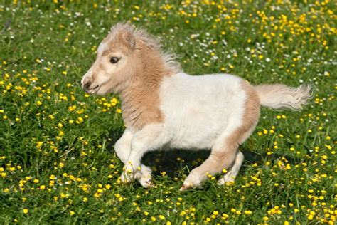 7 Smallest Horse & Pony Breeds - Savvy Horsewoman