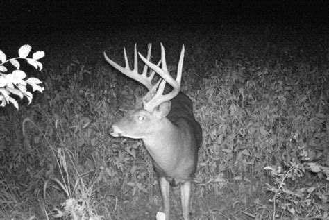 Big Buck on Trail Camera - Big Deer