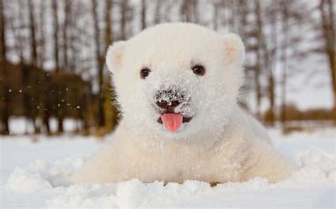 Fotos - Baby Polar Bear