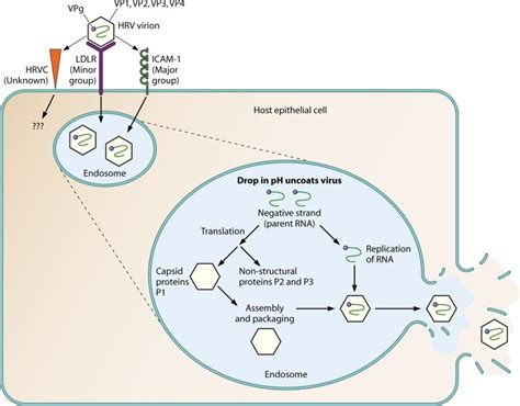 Rhinovirus Structure