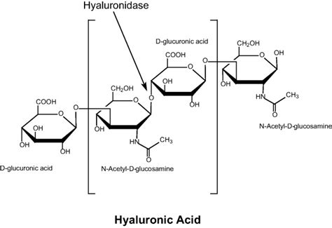 Hyaluronidase