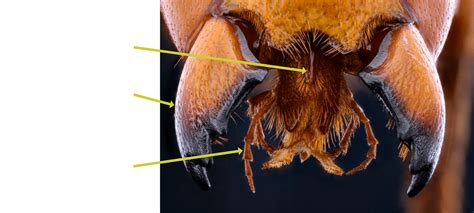 Insect Mouthparts