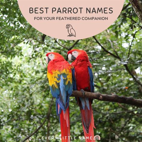 210+ Best Parrot Names (Cute, Funny, and Mac-awesome) - Every Little Name