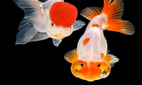 Large-scale sequencing of goldfish and carp reveals their origins