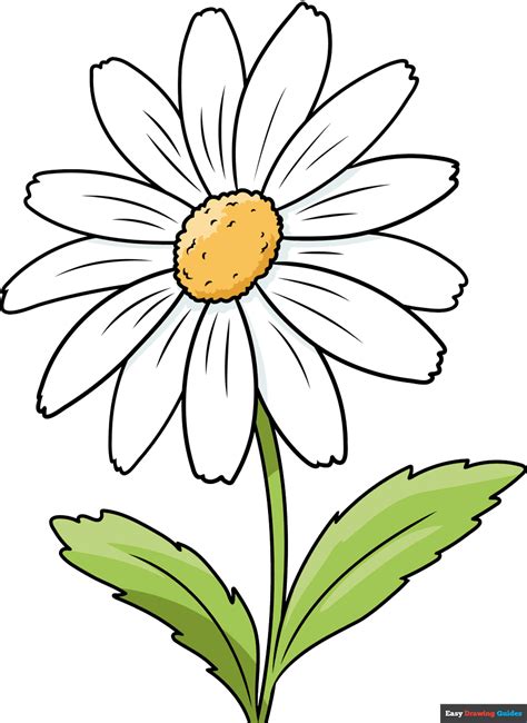 How to Draw a Daisy Flower - Really Easy Drawing Tutorial