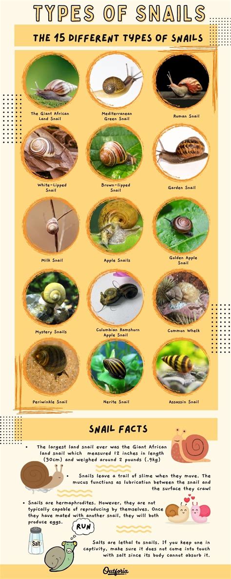 Types Of Garden Snails In Uk | Fasci Garden