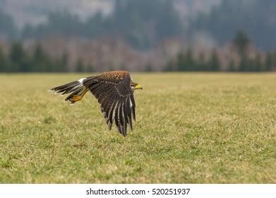 Flying Harriss Hawk Stock Photo 520251937 | Shutterstock