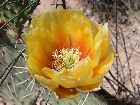 Prickly Pear Cactus Flower – Verna and Bob's Weblog