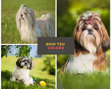 Shih Tzu Colors and Markings: Most Common, Most Rare, & Changes