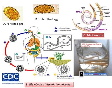 Ascaris Life Cycle Diagram