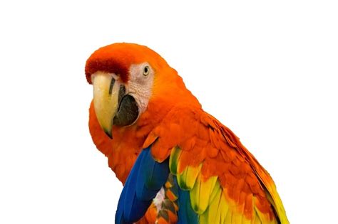 Premium Photo | Macaw parrot orange looking