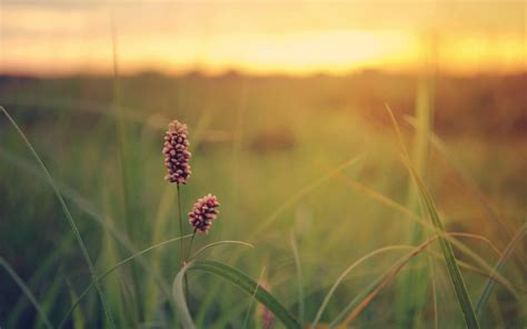 Grass Field Sunset Summer Flowers Mac Wallpaper Download | AllMacWallpaper