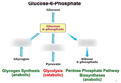 Glucose 6-Phosphate Junction Diagram | Quizlet