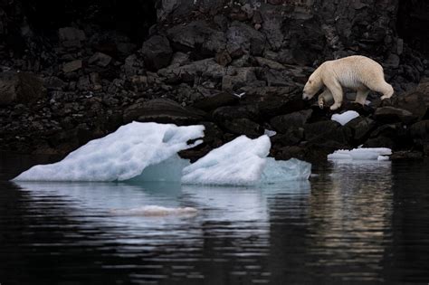 Polar bears at their Arctic Kingdom | Guide to Greenland