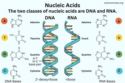 What Is a Nucleic Acid? Definition and Examples